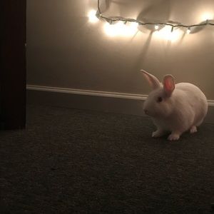 Meet your Posher, Audrey